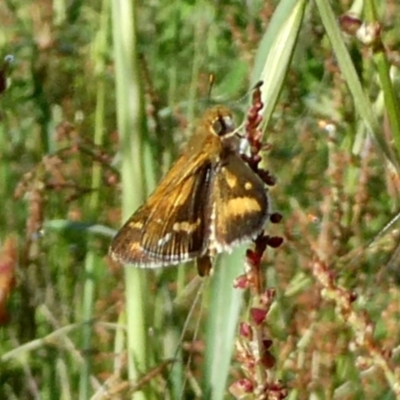 Taractrocera papyria (White-banded Grass-dart) at QPRC LGA - 29 Oct 2022 by Wandiyali