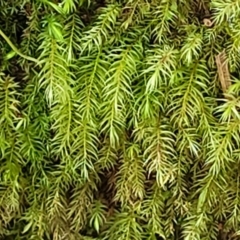 Unverified Moss, Liverwort or Hornwort at Nambucca Heads, NSW - 30 Oct 2022 by trevorpreston