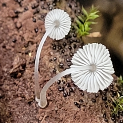 Unidentified Cap on a stem; gills below cap [mushrooms or mushroom-like] at Nambucca Heads, NSW - 30 Oct 2022 by trevorpreston
