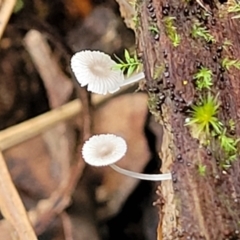 Mycena sp. at Nambucca Heads, NSW - 30 Oct 2022