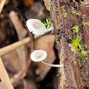 Mycena sp. at Nambucca Heads, NSW - 30 Oct 2022 04:39 PM