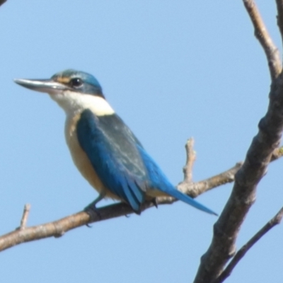 Todiramphus sanctus (Sacred Kingfisher) at Eli Waters, QLD - 19 Sep 2022 by Paul4K