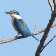 Todiramphus sanctus at Eli Waters, QLD - 20 Sep 2022 08:42 AM