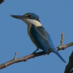 Todiramphus sanctus at Eli Waters, QLD - 20 Sep 2022 08:42 AM