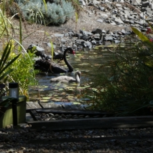 Cygnus atratus at Eli Waters, QLD - 20 Sep 2022