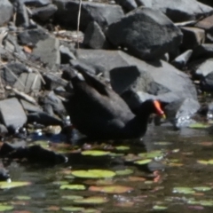 Gallinula tenebrosa (Dusky Moorhen) at Eli Waters, QLD - 19 Sep 2022 by Paul4K