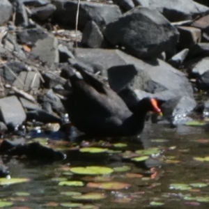 Gallinula tenebrosa at Eli Waters, QLD - 20 Sep 2022