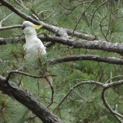 Cacatua galerita (Sulphur-crested Cockatoo) at K'gari - Great Sandy NP (Fraser Island) - 21 Sep 2022 by Paul4K