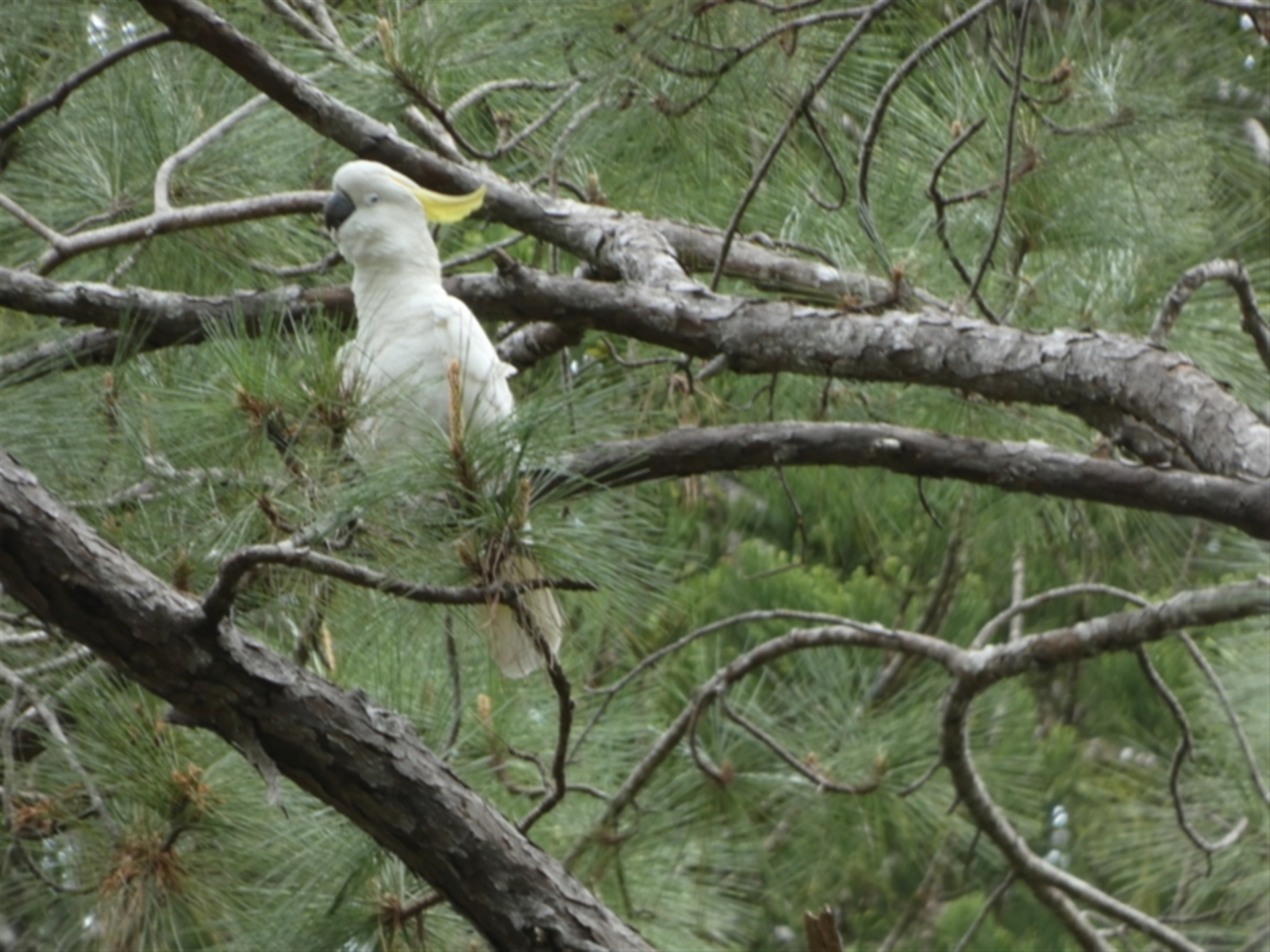 Cacatua galerita at K'gari, QLD - 21 Sep 2022 12:09 PM
