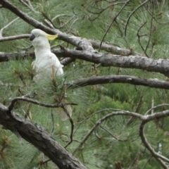 Cacatua galerita (Sulphur-crested Cockatoo) at Fraser Island (K'gari), QLD - 21 Sep 2022 by Paul4K