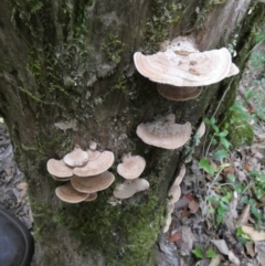 Unidentified Pored or somewhat maze-like on underside [bracket polypores] at Great Sandy Strait, QLD - 21 Sep 2022 by Paul4K