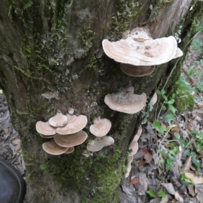 Unidentified Pored or somewhat maze-like on underside [bracket polypores] at K'gari - Great Sandy NP (Fraser Island) - 21 Sep 2022 by Paul4K