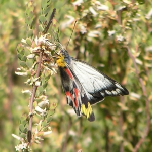 Delias harpalyce at Molonglo Valley, ACT - 30 Oct 2022 10:40 AM