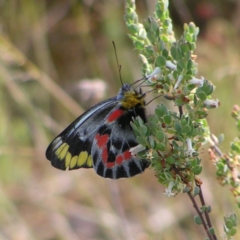 Delias harpalyce at Molonglo Valley, ACT - 30 Oct 2022 10:40 AM