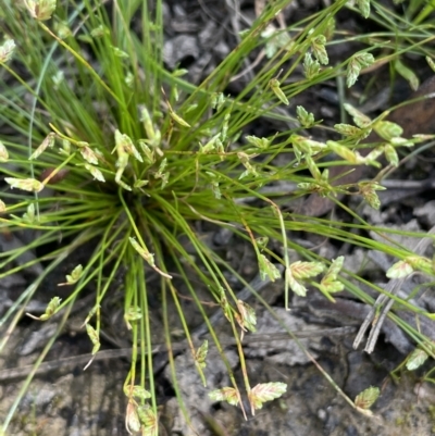Isolepis levynsiana (Tiny Flat-sedge) at Lake George, NSW - 29 Oct 2022 by JaneR