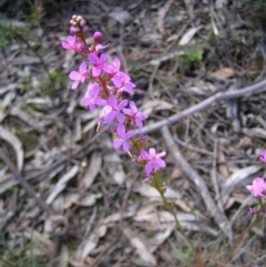 Stylidium graminifolium (grass triggerplant) at Molonglo Valley, ACT - 30 Oct 2022 by MatthewFrawley