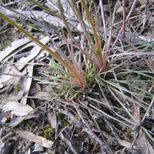 Stylidium graminifolium at Molonglo Valley, ACT - 30 Oct 2022 10:44 AM