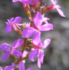 Stylidium graminifolium at Molonglo Valley, ACT - 30 Oct 2022