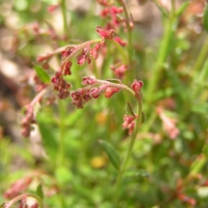 Gonocarpus tetragynus at Molonglo Valley, ACT - 30 Oct 2022