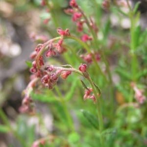 Gonocarpus tetragynus at Molonglo Valley, ACT - 30 Oct 2022