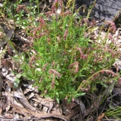 Gonocarpus tetragynus at Molonglo Valley, ACT - 30 Oct 2022