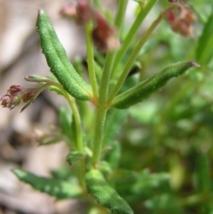 Gonocarpus tetragynus at Molonglo Valley, ACT - 30 Oct 2022