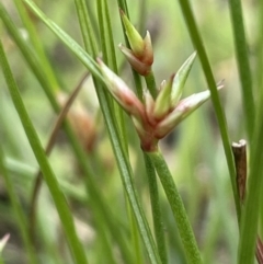 Juncus homalocaulis (A Rush) at Lake George, NSW - 29 Oct 2022 by JaneR