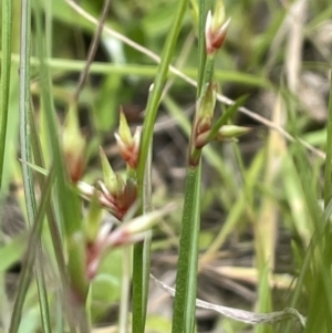 Juncus homalocaulis at Lake George, NSW - 29 Oct 2022 03:39 PM