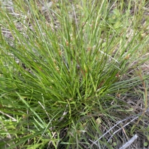 Juncus homalocaulis at Lake George, NSW - 29 Oct 2022 03:39 PM