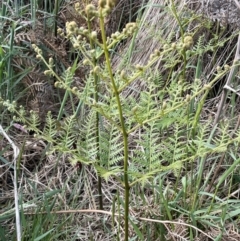 Pteridium esculentum (Bracken) at Sweeney's TSR - 29 Oct 2022 by JaneR