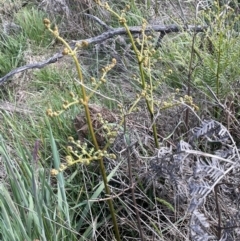 Pteridium esculentum at Lake George, NSW - 29 Oct 2022 03:22 PM