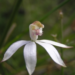 Caladenia moschata at Molonglo Valley, ACT - 30 Oct 2022