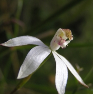 Caladenia moschata at Molonglo Valley, ACT - 30 Oct 2022