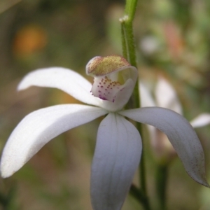 Caladenia moschata at Molonglo Valley, ACT - 30 Oct 2022