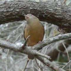 Colluricincla rufogaster (Rufous Shrikethrush) at Fraser Island (K'gari), QLD - 21 Sep 2022 by Paul4K