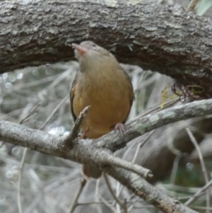 Colluricincla rufogaster at Fraser Island (K'gari), QLD - 21 Sep 2022