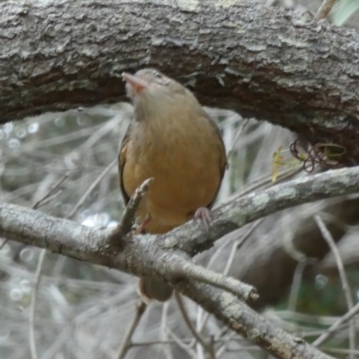 Colluricincla rufogaster (Rufous Shrikethrush) at K'gari - Great Sandy NP (Fraser Island) - 21 Sep 2022 by Paul4K