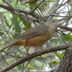 Colluricincla rufogaster at Fraser Island (K'gari), QLD - 21 Sep 2022 02:10 PM