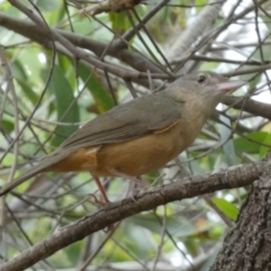 Colluricincla rufogaster at Fraser Island (K'gari), QLD - 21 Sep 2022