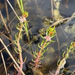 Myriophyllum variifolium (Varied Water-milfoil) at QPRC LGA - 29 Oct 2022 by JaneR