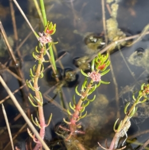 Myriophyllum variifolium at Lake George, NSW - 29 Oct 2022 04:44 PM