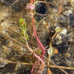 Myriophyllum variifolium at Lake George, NSW - 29 Oct 2022