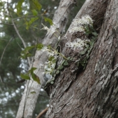 Dockrillia linguiformis (Thumb-nail Orchid) at K'gari - Great Sandy NP (Fraser Island) - 21 Sep 2022 by Paul4K