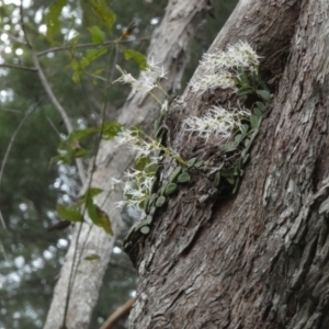 Dockrillia linguiformis at Fraser Island (K'gari), QLD - 21 Sep 2022