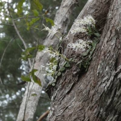 Dockrillia linguiformis (Thumb-nail Orchid) at K'gari - Great Sandy NP (Fraser Island) - 21 Sep 2022 by Paul4K