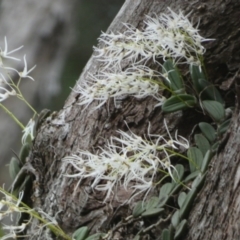 Dockrillia linguiformis at Fraser Island (K'gari), QLD - 21 Sep 2022