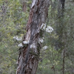 Dockrillia linguiformis at Fraser Island (K'gari), QLD - suppressed