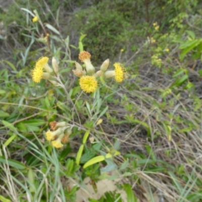 Senecio sp. at K'gari - Great Sandy NP (Fraser Island) - 21 Sep 2022 by Paul4K