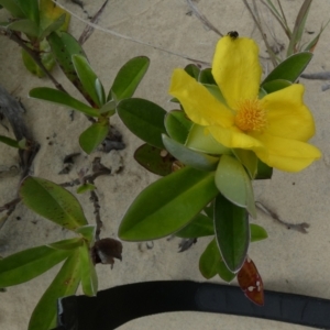 Hibbertia scandens at Eurong, QLD - 21 Sep 2022