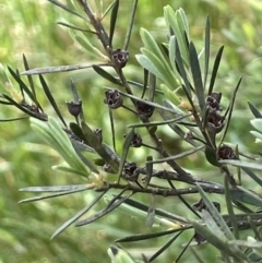 Kunzea ericoides (Burgan) at Lake George, NSW - 29 Oct 2022 by JaneR